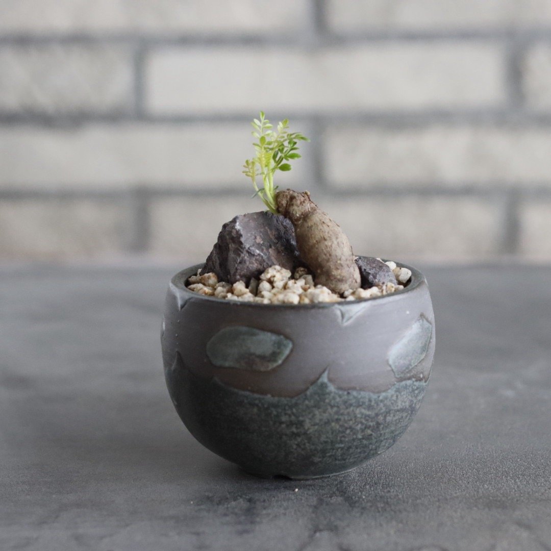 【ミニプス】塊根径7.5cm みやび鉢　パキプス　pachypus Operculicarya pachypus × N/OH (2.5号) no.628/82