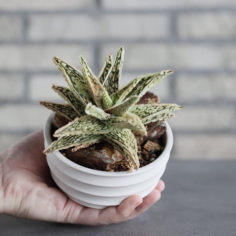 Aloe THE CORE HYBRID｀Sulfur’ × #C21 × takero pot (4号)  no.621/35