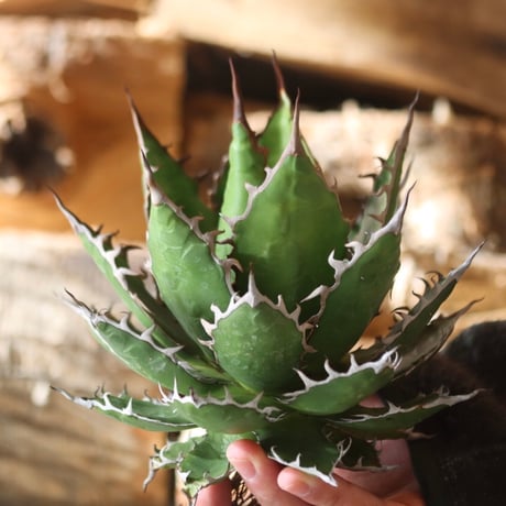 U.S. horrida (Agave horrida) / Style of Chika　no.1203-11