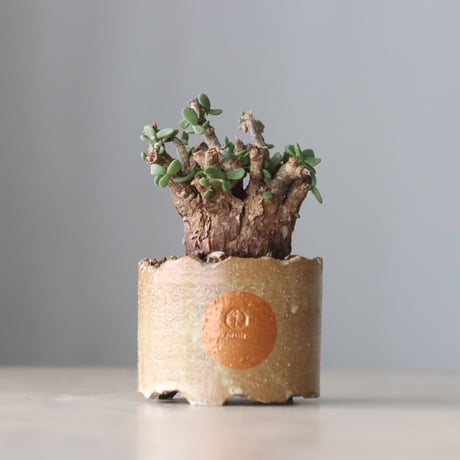 pygmaea | STORES