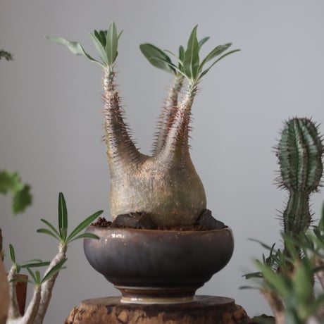Pachypodium gracilius × たけろうポット    no.51225