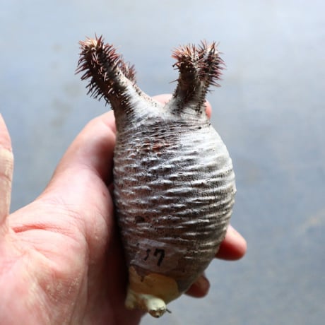 パキポディウム グラキリス 抜苗  Pachypodium rosulatum var. gracilius no.92917