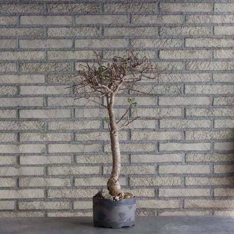 Bursera microphylla × N/OH (5号)  no.510/2
