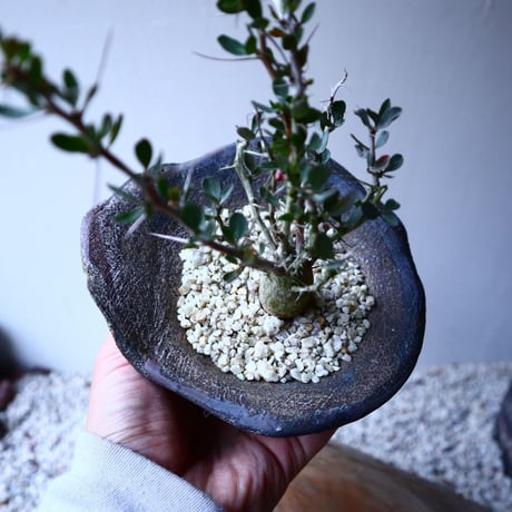 フォークイエリア  コルムナリス  Fouquieria columnari   no.20321