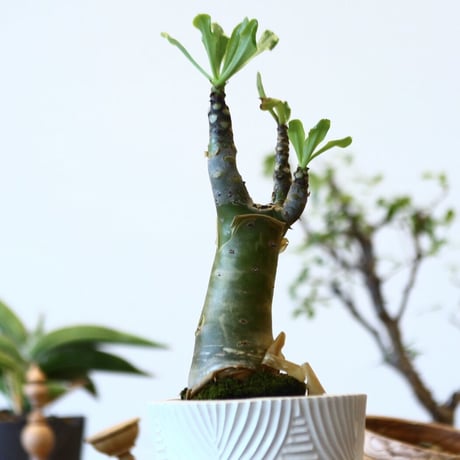 Tylecodon paniculatus × NOH  no.92430