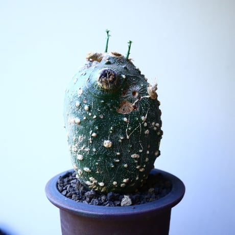 アデニア  グロボーサ      Adenia globosa       no.52609