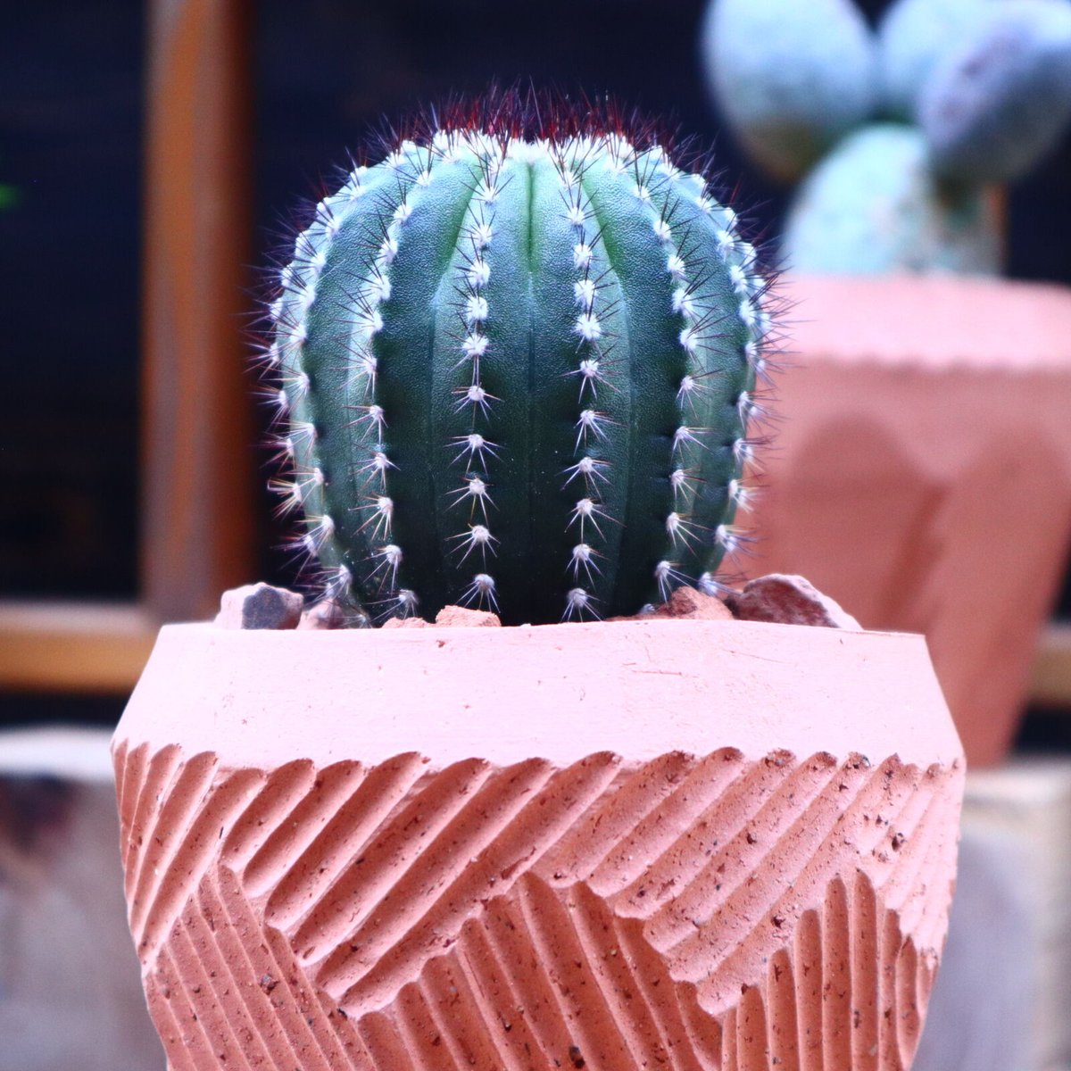 ユーベルマニア プセウドペクチニフェラ／ Uebelmannia pectinifera