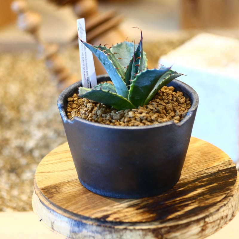 Agave parrasana〝Fire ball” × N/OH no.10780 |