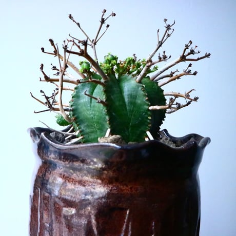 ユーフォルビア  バリダ    Euphorbia valida   No.025