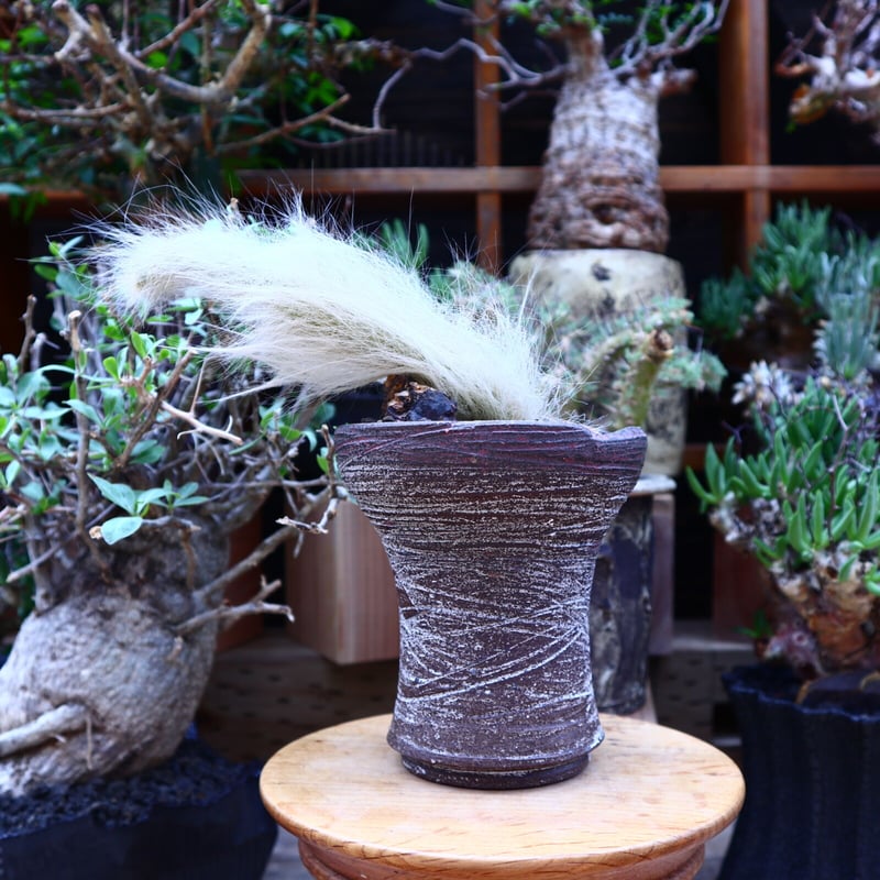 ヒルデウィンテラ コラデモノニス 長毛タイプ／Hildewintera Colade