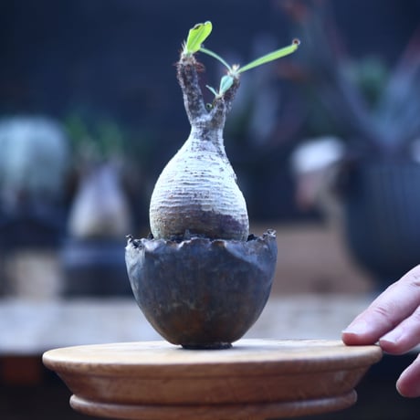 パキポディウム  グラキリス   Pachypodium  gracilius       no.22828