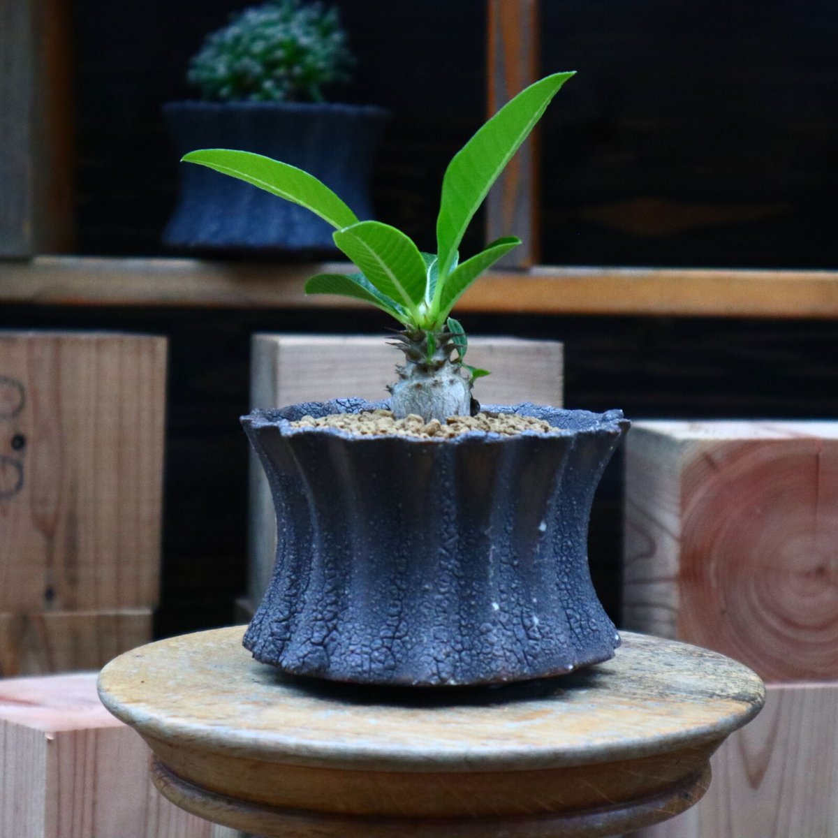 パキポディウム ウィンゾリー実生／Pachypodium baronii var