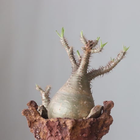 Pachypodium gracilius × Ion Fukazawa / PLANETX (5号鉢)   no.420-45