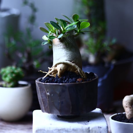アデニウム アラビカム   Adenium  arabicum  no.71939