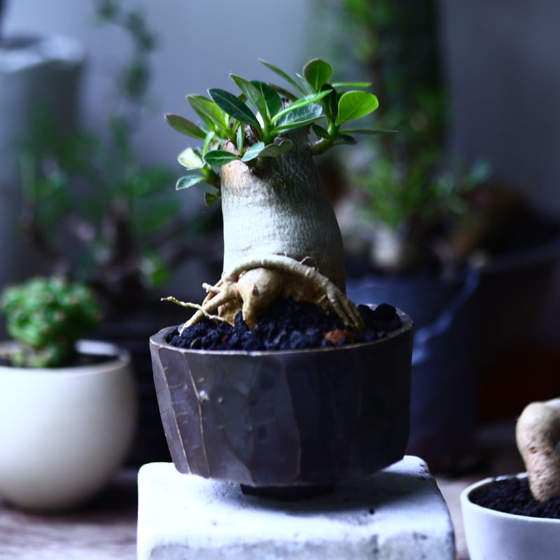アデニウム アラビカム Adenium arabicum no.71939 | 芽の巣山
