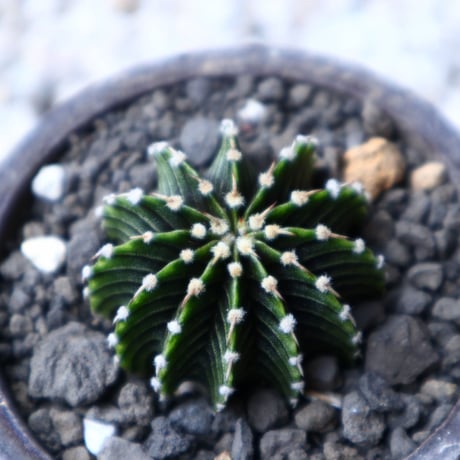 ギムノカリキウム   フィードリッフィーLB2178  Gymnocalycium friedrichii    no.91514