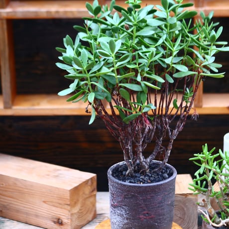 クラッスラ オブバラタ／Crassula obvallata   no.91247