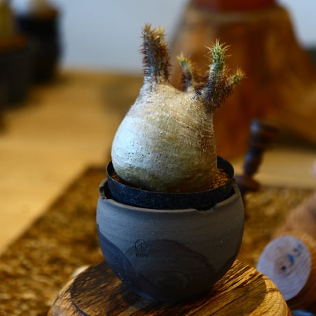 'ハルコイ´セット (N/OH × Pachypodium gracilius)  no.30310