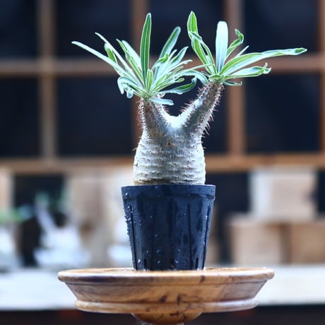 パキポディウム  グラキリス ／Pachypodium  gracilius     no.101747