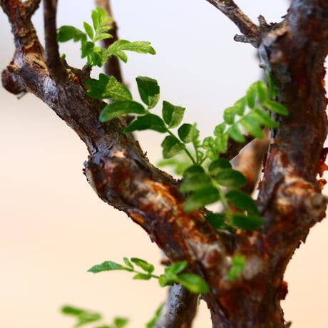 コミフォラ モンストローサ / Commiphora monstrosa   no.41621
