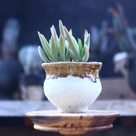 カランコエ ビッテリ　Kalanchoe bitteri   no.22818