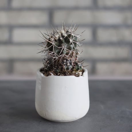 Copiapoa carrizalensis (3号)  no.510/59
