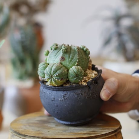 Euphorbia  symmetrica × takero pot (3号)  no.104/26