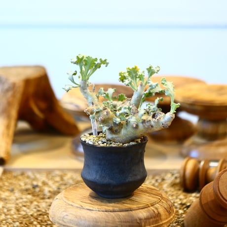 Pelargonium Klinghardtense × Kazuhiro Arima    no.31036
