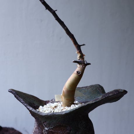 コミフォラ  カタフ     Commiphora kataf     no.71413