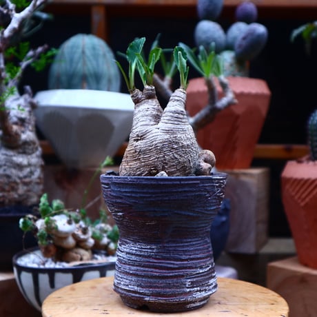 ユーフォルビア  旧フィッシュボーン／Euphorbia spannringii    no.71824