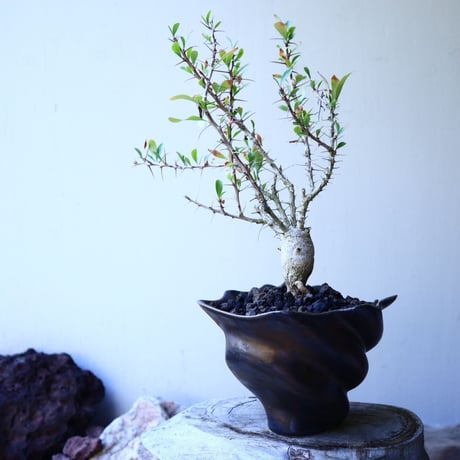 フォークイエリア  コルムナリス  観峰玉 Fouquieria columnari   no.52610