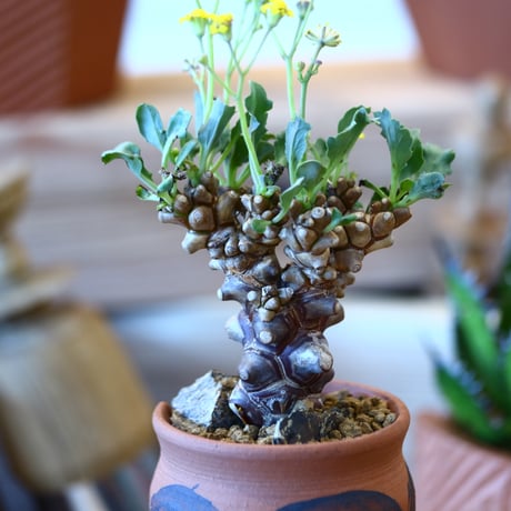 YAMABACHI ver. N/OH × Othonna herrei   no.111921