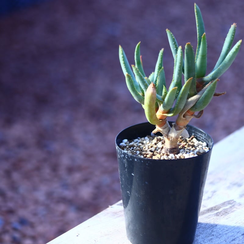 アロエ ラモシシマ Aloe ramosissima no.21412 |