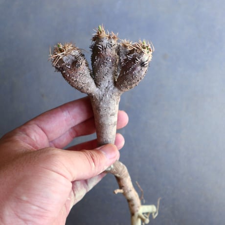 ユーフォルビア   ギラウミニアナ  Euphorbia guillauminiana  no.100605