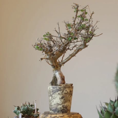 Commiphora wightii × たけろうポット   no.90104