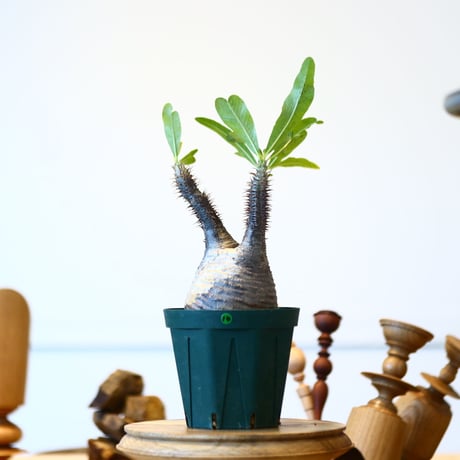 パキポディウム  グラキリス / Pachypodium  gracilius   no.52814