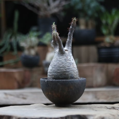 パキポディウム グラキリス／Pachypodium  gracilius     no.103070