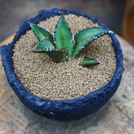 アガベ  レッドキャットウィールズ ／Agave titanota"Red Catweezle”  no.80786
