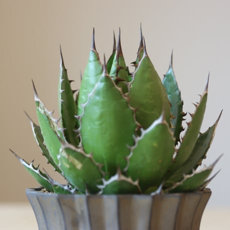 《Style of Chika》Agave horrida × soso (3.5号鉢)   no.323-25