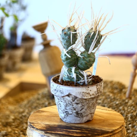 YAMABACHI ver. takero pot × Tephrocactus articulatus f.papyracanthus    no.102226