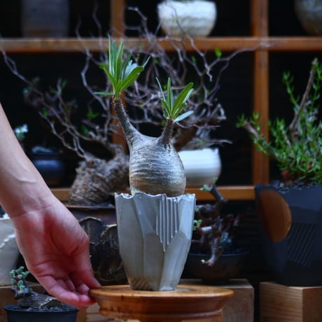 パキポディウム  グラキリス／Pachypodium  gracilius       no.92633