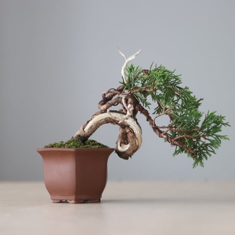 真柏 / YOSHIZAWA3-SHOHINBONSAI   no.71412