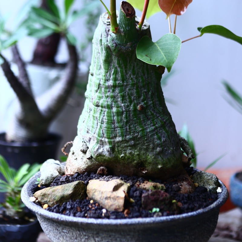 プセウドボンバックス エリプティクム Pseudobombax ellipticum n