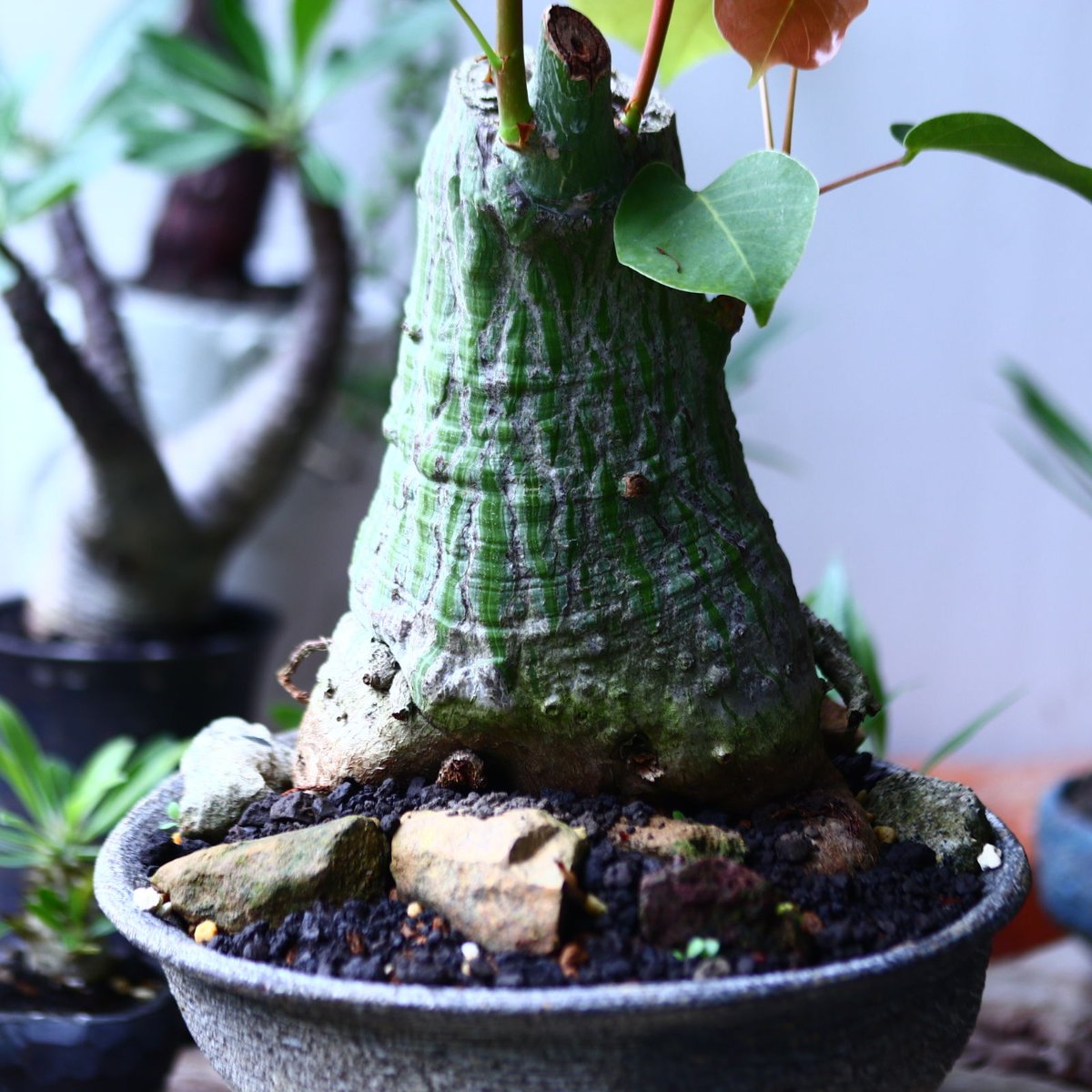 プセウドボンバックス エリプティクム Pseudobombax ellipticum n