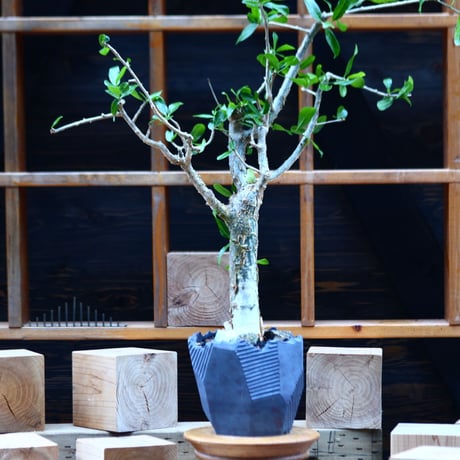 コミフォラ ラミー／Commiphora  lamii  no.82249