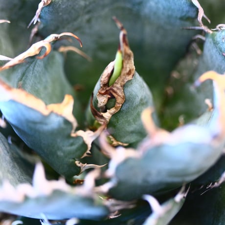 【9/9入荷未発根未活着ベアルート植込み】Agave titanota White Whale   no.101512