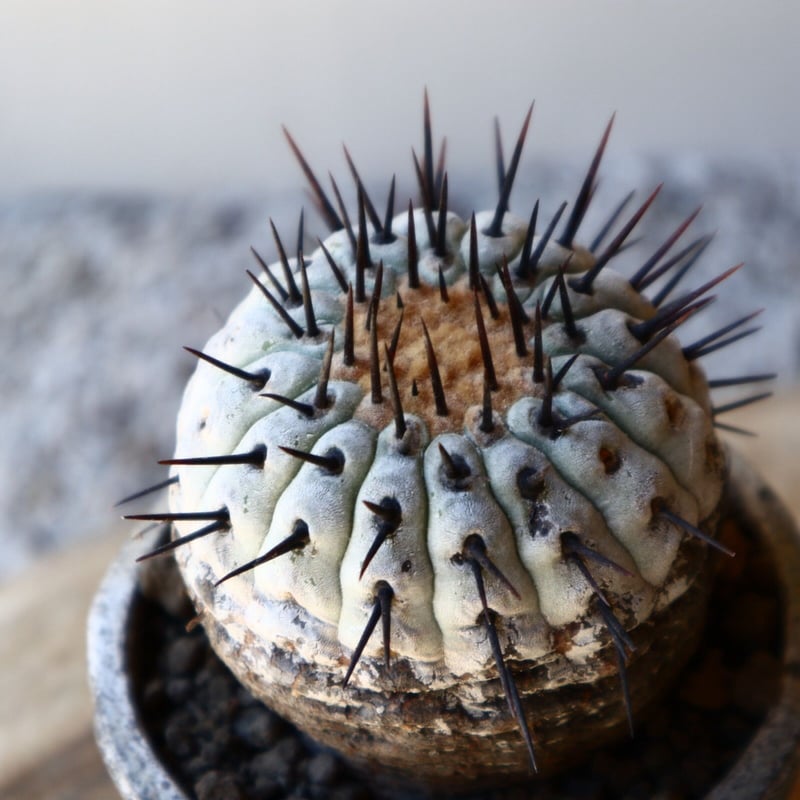 コピアポア 孤竜丸 Copiapoa cinerea var. columna-alba コピアポア 孤竜丸 Copiapoa cinerea var. columna-alba