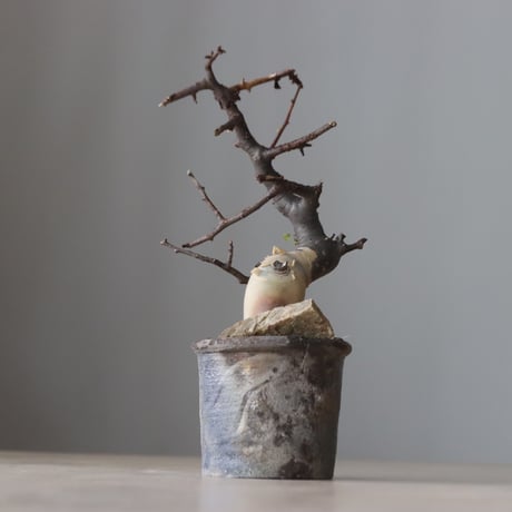 Commiphora kataf  × Naoto Hirata / humanity pot (3号鉢)   no.420-43