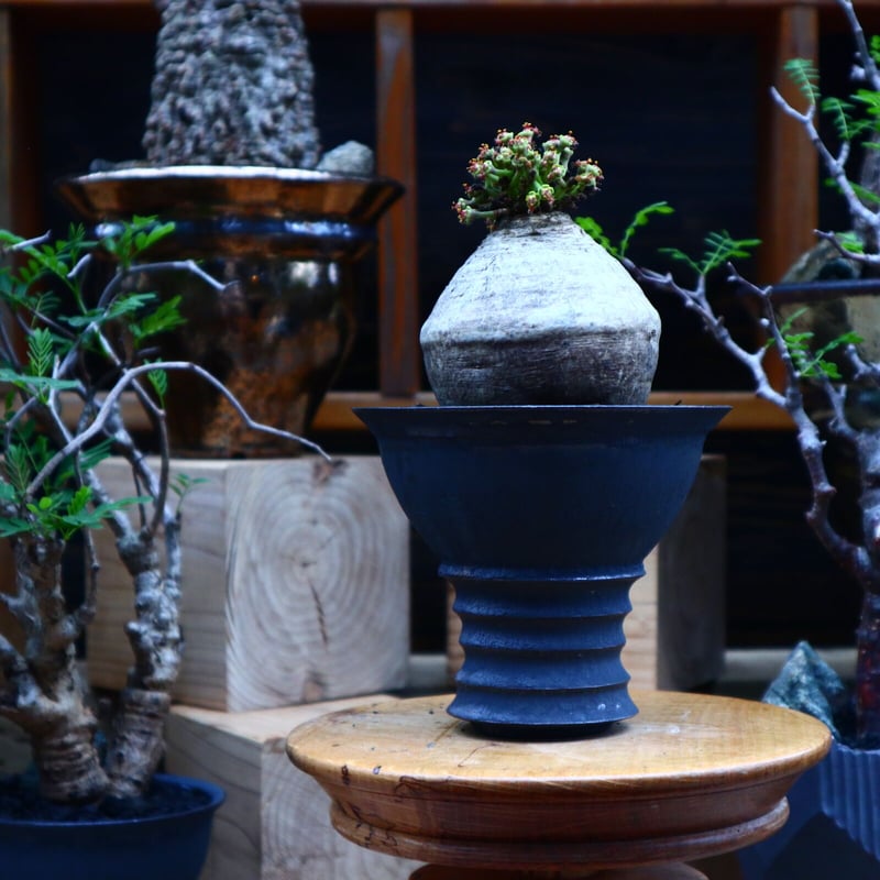 ユーフォルビア デシドゥア／Euphorbia decidua no.81530 |