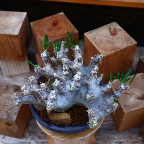 パキポディウム ブレビカリックス／Pachypodium densiflorum var. brevicalyx      no.60574